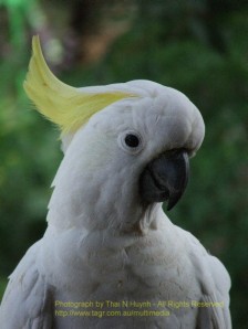 cockatoo looking